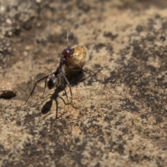 Iridomyrmex purpureus at Acton, ACT - 19 Feb 2019