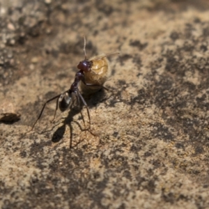 Iridomyrmex purpureus at Acton, ACT - 19 Feb 2019