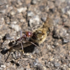 Iridomyrmex purpureus at Acton, ACT - 19 Feb 2019