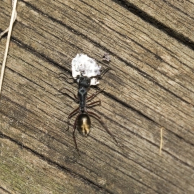 Camponotus suffusus (Golden-tailed sugar ant) at Acton, ACT - 19 Feb 2019 by AlisonMilton