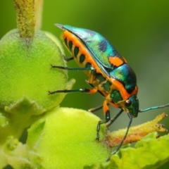 Scutiphora pedicellata (Metallic Jewel Bug) at ANBG - 26 Feb 2019 by TimL