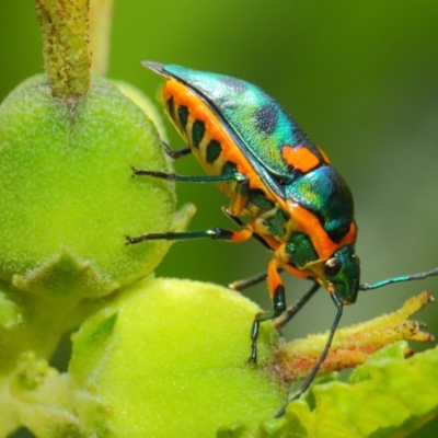 Scutiphora pedicellata (Metallic Jewel Bug) at Acton, ACT - 26 Feb 2019 by TimL