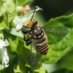Megachile (Eutricharaea) macularis (Leafcutter bee, Megachilid bee) at O'Connor, ACT - 2 Mar 2019 by David