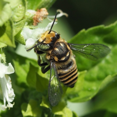 Megachile (Eutricharaea) macularis (Leafcutter bee, Megachilid bee) at O'Connor, ACT - 2 Mar 2019 by David