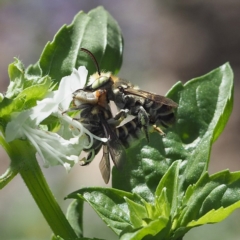 Megachile (Eutricharaea) macularis at O'Connor, ACT - 2 Mar 2019