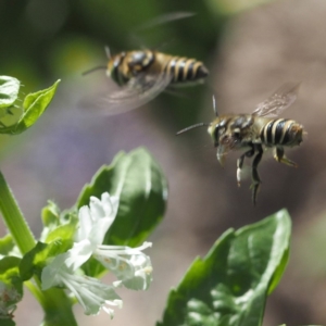 Megachile (Eutricharaea) macularis at O'Connor, ACT - 2 Mar 2019