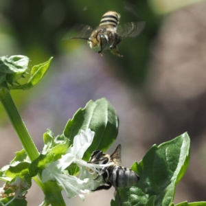 Megachile (Eutricharaea) macularis at O'Connor, ACT - 2 Mar 2019