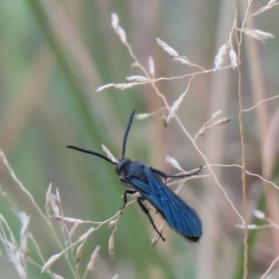 Austroscolia soror (Blue Flower Wasp) at Uriarra Recreation Reserve - 4 Mar 2019 by SandraH