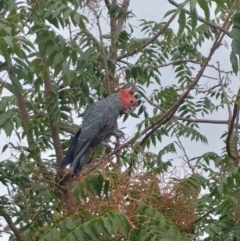 Callocephalon fimbriatum (Gang-gang Cockatoo) at Hughes, ACT - 5 Mar 2019 by Rebreay