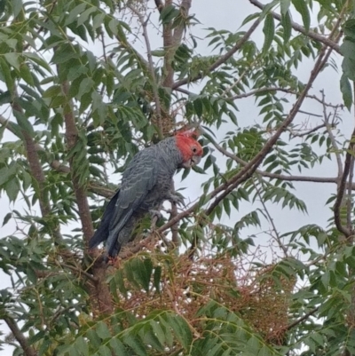 Callocephalon fimbriatum (Gang-gang Cockatoo) at Hughes, ACT - 5 Mar 2019 by Rebreay