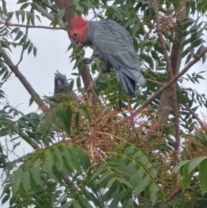 Callocephalon fimbriatum at Hughes, ACT - 5 Mar 2019