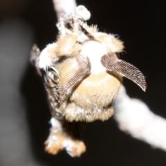 Genduara acedesta (Painted Clear Winged Snout Moth) at Ainslie, ACT - 5 Mar 2019 by jb2602