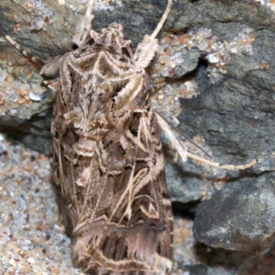 Spodoptera litura (Cluster Caterpillar, Tobacco Cutworm) at Rosedale, NSW - 28 Feb 2019 by jb2602