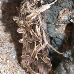 Spodoptera litura at Rosedale, NSW - 28 Feb 2019 10:10 AM