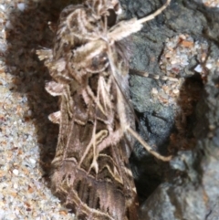 Spodoptera litura at Rosedale, NSW - 28 Feb 2019 10:10 AM