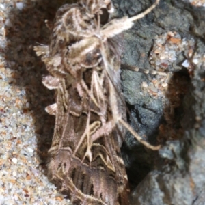 Spodoptera litura at Rosedale, NSW - 28 Feb 2019