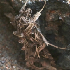 Spodoptera litura at Rosedale, NSW - 28 Feb 2019 10:10 AM