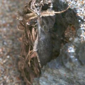Spodoptera litura at Rosedale, NSW - 28 Feb 2019