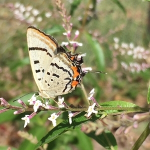 Jalmenus evagoras at Wolumla, NSW - 28 Feb 2019