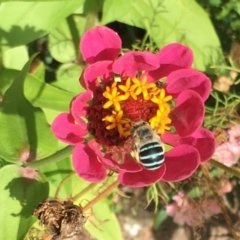 Amegilla sp. (genus) (Blue Banded Bee) at Wolumla, NSW - 27 Feb 2019 by PatriciaDaly