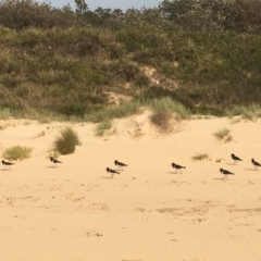 Haematopus longirostris (Australian Pied Oystercatcher) at Pambula - 3 Mar 2019 by PatriciaDaly