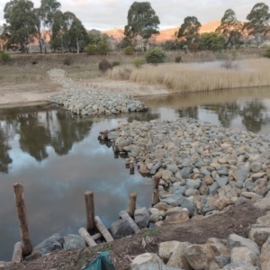 Phragmites australis at Paddys River, ACT - 2 Sep 2018