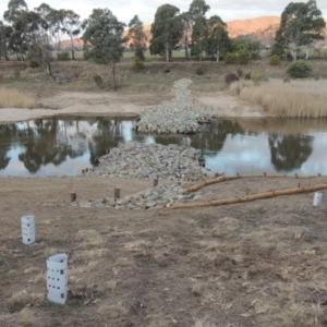 Phragmites australis at Paddys River, ACT - 2 Sep 2018