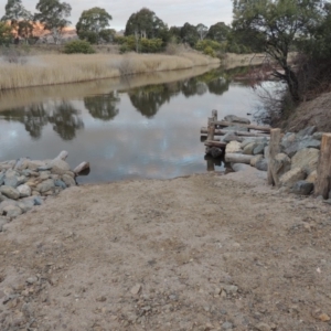 Phragmites australis at Paddys River, ACT - 2 Sep 2018