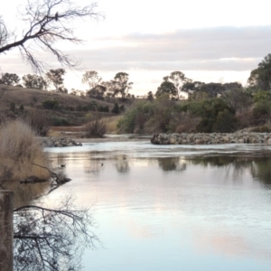 Phragmites australis at Paddys River, ACT - 2 Sep 2018