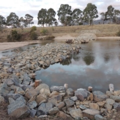 Phragmites australis at Paddys River, ACT - 2 Sep 2018 07:35 PM