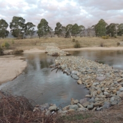 Phragmites australis at Paddys River, ACT - 2 Sep 2018