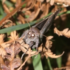 Unidentified Noctuoid moth (except Arctiinae) at Guerilla Bay, NSW - 26 Feb 2019 by jb2602