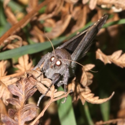 Unidentified Noctuoid moth (except Arctiinae) at Guerilla Bay, NSW - 26 Feb 2019 by jb2602