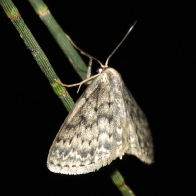 Unidentified Geometer moth (Geometridae) at Guerilla Bay, NSW - 25 Feb 2019 by jb2602
