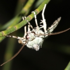 Calathusa mesospila (Spotted Calathusa) at Guerilla Bay, NSW - 25 Feb 2019 by jb2602