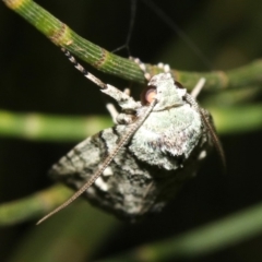 Calathusa sp. at Guerilla Bay, NSW - 25 Feb 2019