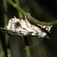 Calathusa sp. at Guerilla Bay, NSW - 25 Feb 2019