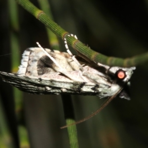 Calathusa sp. at Guerilla Bay, NSW - 25 Feb 2019 10:01 PM