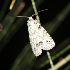 Calathusa sp. at Guerilla Bay, NSW - 25 Feb 2019 10:01 PM