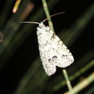 Calathusa sp. at Guerilla Bay, NSW - 25 Feb 2019