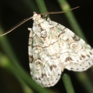 Calathusa sp. at Guerilla Bay, NSW - 25 Feb 2019