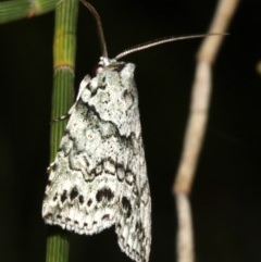 Calathusa hypotherma (Calathusa hypotherma) at Guerilla Bay, NSW - 25 Feb 2019 by jbromilow50