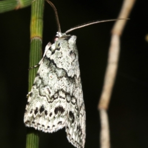 Calathusa hypotherma at Guerilla Bay, NSW - 25 Feb 2019 10:22 PM