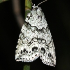 Calathusa hypotherma at Guerilla Bay, NSW - 25 Feb 2019 10:22 PM