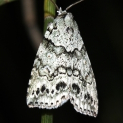 Calathusa basicunea at Guerilla Bay, NSW - 25 Feb 2019 10:22 PM