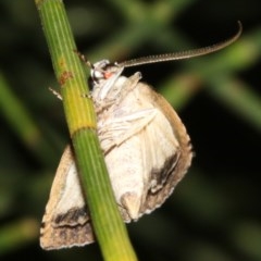 Calathusa hypotherma at Guerilla Bay, NSW - 25 Feb 2019