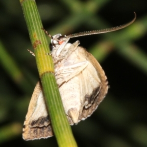 Calathusa hypotherma at Guerilla Bay, NSW - 25 Feb 2019