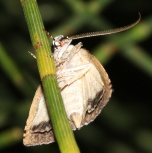 Calathusa basicunea at Guerilla Bay, NSW - 25 Feb 2019 10:22 PM