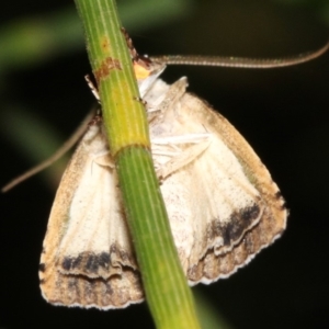 Calathusa hypotherma at Guerilla Bay, NSW - 25 Feb 2019 10:22 PM