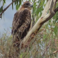 Hieraaetus morphnoides (Little Eagle) by roymcd
